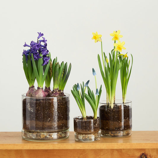 リューズガラス フラワーポット ストレート